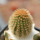 BRACHYCEREUS nesioticus clone P1, one pot, one plant