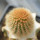 BRACHYCEREUS nesioticus clone P1, one pot, one plant