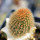 BRACHYCEREUS nesioticus clone P1, one pot, one plant