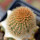 BRACHYCEREUS nesioticus clone P1, one pot, one plant