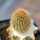 BRACHYCEREUS nesioticus clone P1, one pot, one plant
