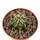 EUPHORBIA columnaris, illustrative photo