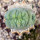 LOPHOPHORA alberto-vojtechii f. cristata
