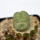 LOPHOPHORA alberto-vojtechii f. cristata