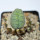 LOPHOPHORA alberto-vojtechii f. cristata