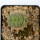 LOPHOPHORA alberto-vojtechii f. cristata