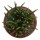 ARIOCARPUS agavoides, illustrative photo