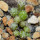 UEBELMANNIA meninensis RNK 47/2023, 5 months old SEEDLINGS 