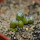 UEBELMANNIA meninensis RNK 47/2023, 5 months old SEEDLINGS 