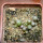 UEBELMANNIA meninensis RNK 47/2023, 5 months old SEEDLINGS 