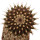 UEBELMANNIA meninensis f. rubra, illustrative photo