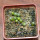 UEBELMANNIA meninensis f. rubra RNK 22, 5 months old SEEDLINGS