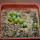 UEBELMANNIA meninensis f. rubra RNK 22, 5 months old SEEDLINGS