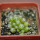 UEBELMANNIA meninensis f. rubra RNK 22 from green plants, 5 months old SEEDLINGS