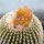UEBELMANNIA gummifera, illustrative photo
