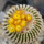UEBELMANNIA gummifera, illustrative photo