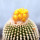 UEBELMANNIA gummifera, illustrative photo