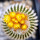 UEBELMANNIA gummifera, illustrative photo