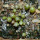 UEBELMANNIA gummifera RNK 25/2023, 5 moths old  SEEDLINGS