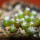 UEBELMANNIA gummifera f. tall plants RNK 102/14, Tromba d´Anta, 5 months old SEEDLINGS