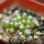 UEBELMANNIA gummifera f. tall plants RNK 102/14, Tromba d´Anta, 5 months old SEEDLINGS