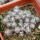 UEBELMANNIA buiningii RNK 53, 8 months SEEDLINGS now