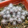 UEBELMANNIA buiningii RNK 53, 8 months SEEDLINGS now