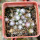 UEBELMANNIA meninensis f. rubra RNK, 22 from green plants, 8 months SEEDLINGS now