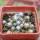 UEBELMANNIA meninensis f. rubra RNK, 22 from green plants, 8 months SEEDLINGS now