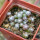 UEBELMANNIA meninensis f. rubra RNK, 22 from green plants, 8 months SEEDLINGS now