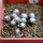 UEBELMANNIA meninensis f. rubra RNK 22, 8 months SEEDLINGS now