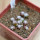 UEBELMANNIA meninensis f. rubra RNK 22, 8 months SEEDLINGS now