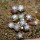 UEBELMANNIA meninensis f. rubra RNK 22, 8 months SEEDLINGS now