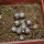 UEBELMANNIA meninensis f. rubra RNK 22, 8 months SEEDLINGS now