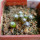 UEBELMANNIA gummifera RNK 25/2023 (HU 282, type), 8 months SEEDLINGS now