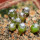 UEBELMANNIA gummifera RNK 25/2023 (HU 282, type), 8 months SEEDLINGS now