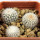 UEBELMANNIA meninensis, illustrative photo