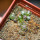 UEBELMANNIA meninensis HU 108, 8 months SEEDLINGS now