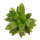 HAWORTHIA cv. Yuko Nishiki, illustrative photo