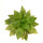 HAWORTHIA cv. Yuko Nishiki, illustrative photo