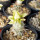 PACHYPODIUM brevicaule f. variegate leaf, illustrative photo