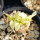 PACHYPODIUM brevicaule f. variegate leaf, illustrative photo