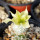 PACHYPODIUM brevicaule f. variegate leaf, illustrative photo