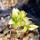 PACHYPODIUM brevicaule f. variegate leaf, illustrative photo