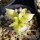 PACHYPODIUM brevicaule f. variegate leaf, illustrative photo