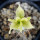 PACHYPODIUM brevicaule f. variegate leaf, illustrative photo