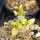 PACHYPODIUM brevicaule f. variegate leaf, illustrative photo