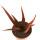 ALOE cv. Midnight, illustrative photo