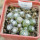 UEBELMANNIA meninensis f. rubra RNK, 22 from green plants, 9 months SEEDLINGS now