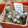 UEBELMANNIA meninensis f. rubra RNK, 22 from green plants, 9 months SEEDLINGS now